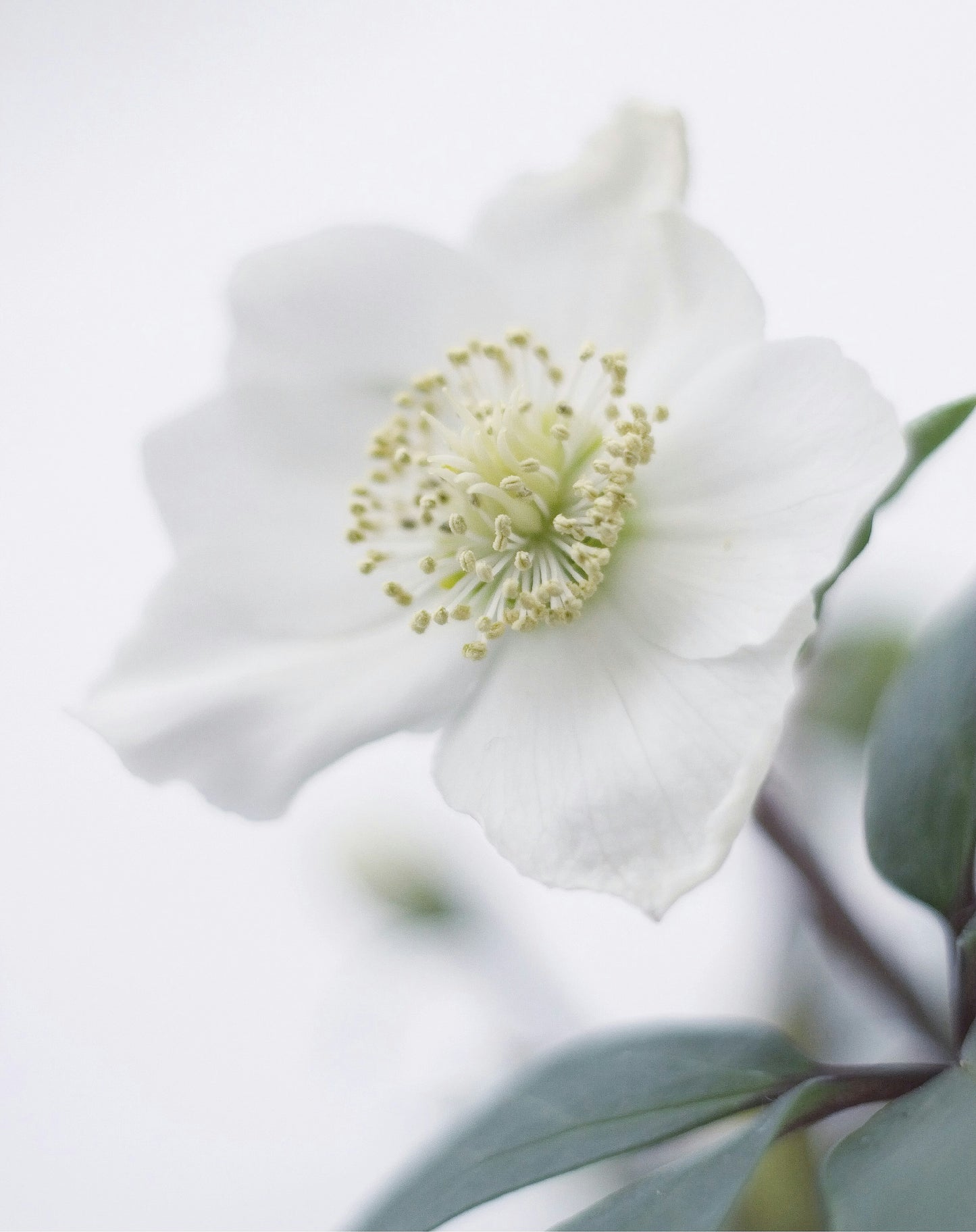 white flowers