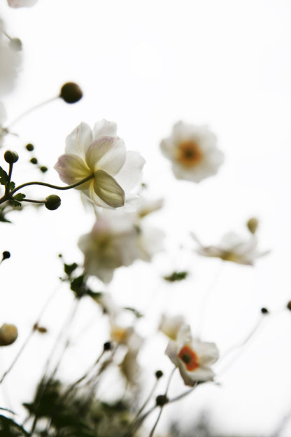 white flowers